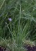 badil úzkolistý (Rostliny), Sisyrinchium angustifolium (Plantae)